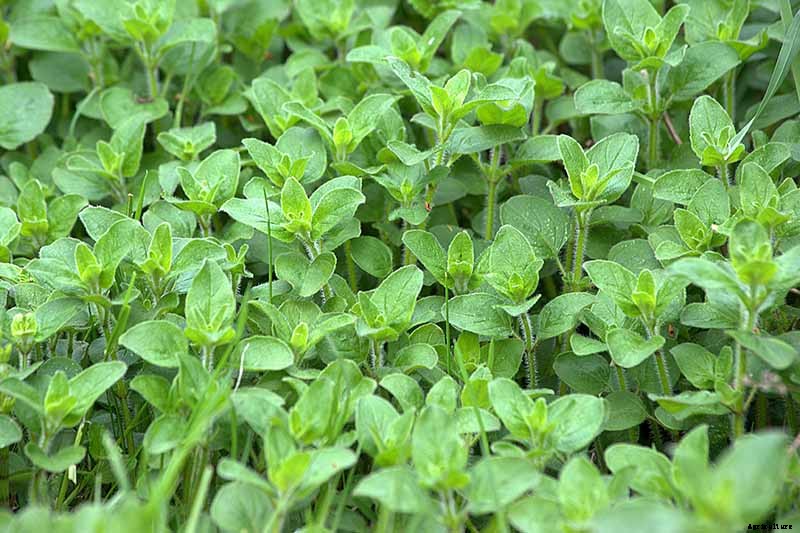 How to Grow Oregano