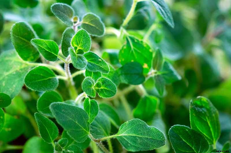 How to Grow Oregano