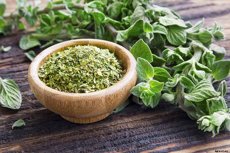 How to Grow Oregano