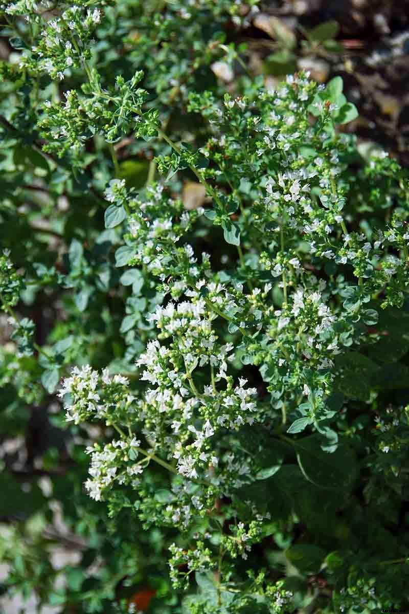 How to Grow Oregano