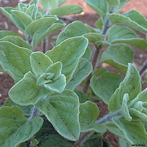 How to Grow Oregano