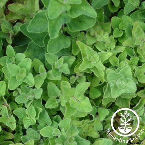 How to Grow Oregano