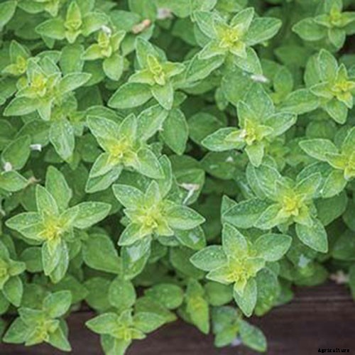 How to Grow Oregano