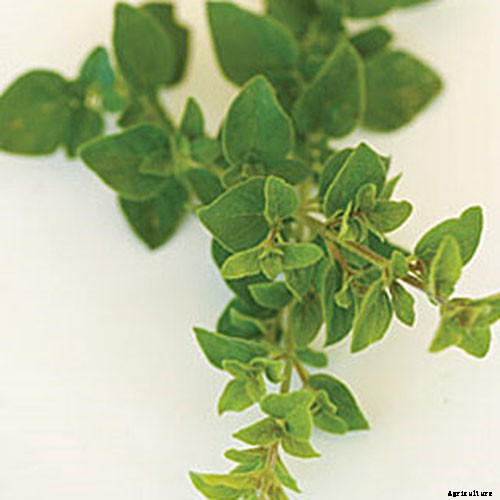 How to Grow Oregano
