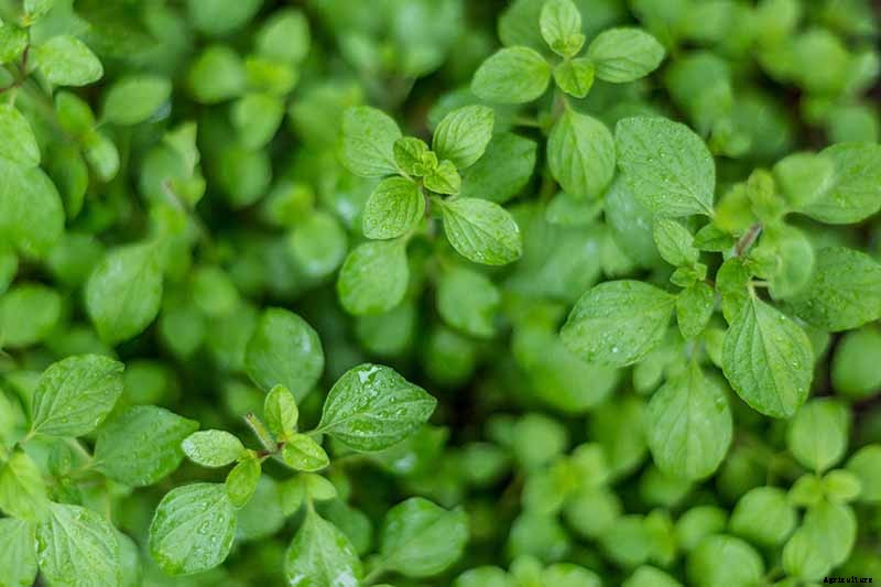 How to Grow Oregano