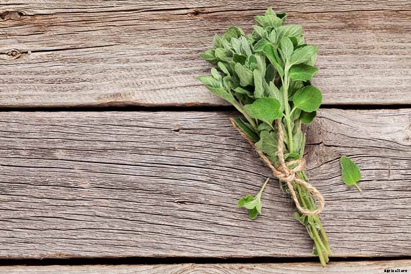 How to Grow Oregano