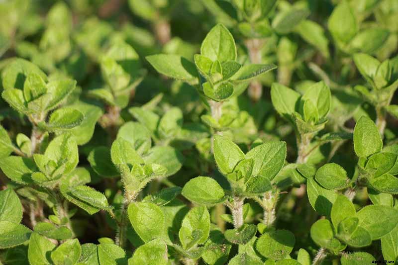 How to Grow Oregano