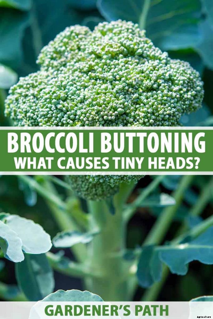 Broccoli Buttoning: What Causes Multiple Tiny Heads?