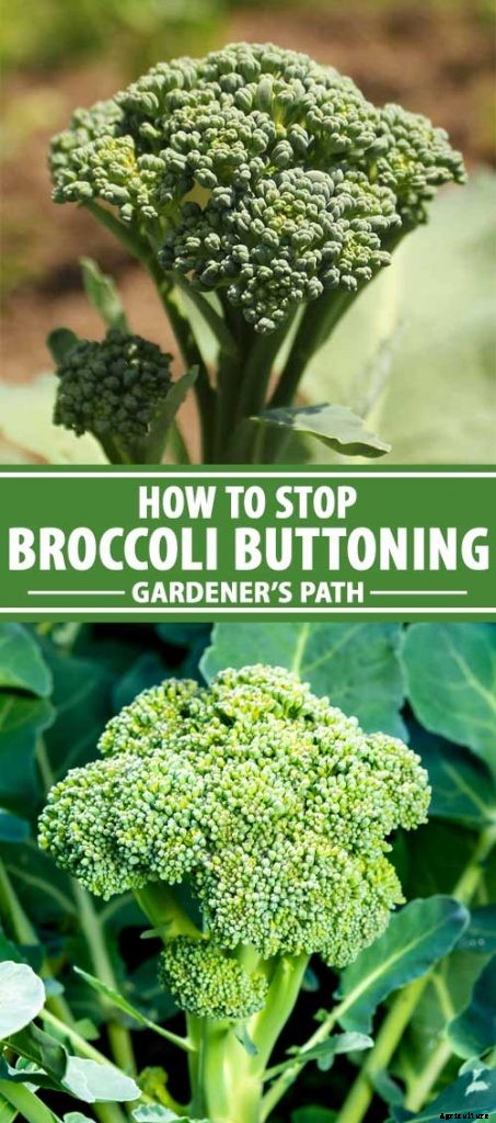 Broccoli Buttoning: What Causes Multiple Tiny Heads?