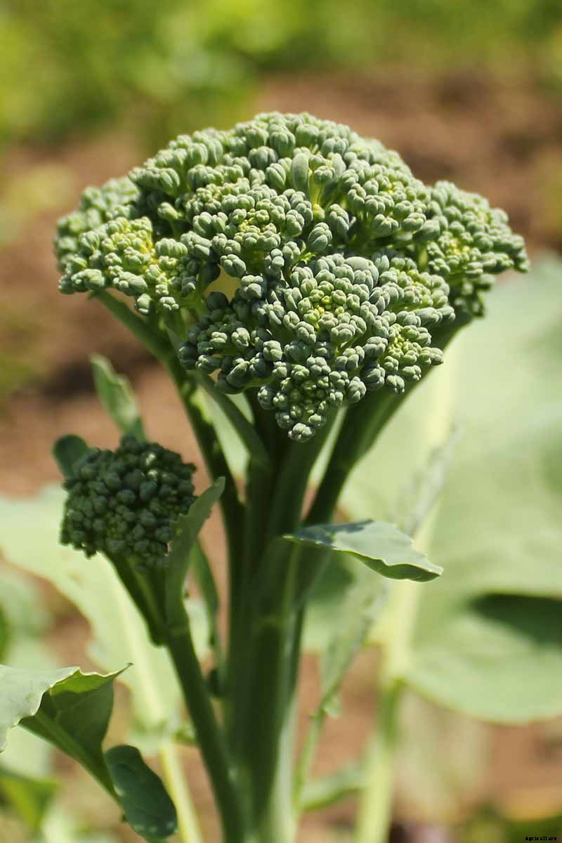 Broccoli Buttoning: What Causes Multiple Tiny Heads?