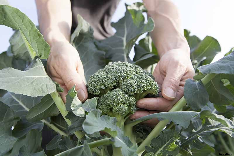 Broccoli Buttoning: What Causes Multiple Tiny Heads?