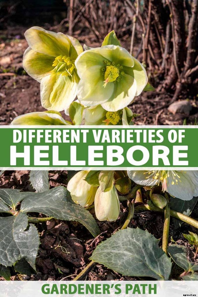 The Many Faces of Hellebores: 6 Unique Types to Love