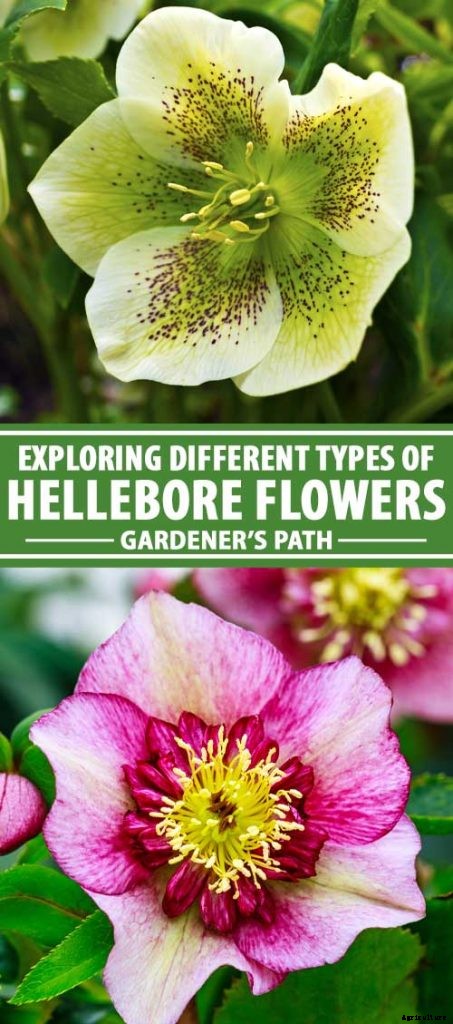 The Many Faces of Hellebores: 6 Unique Types to Love