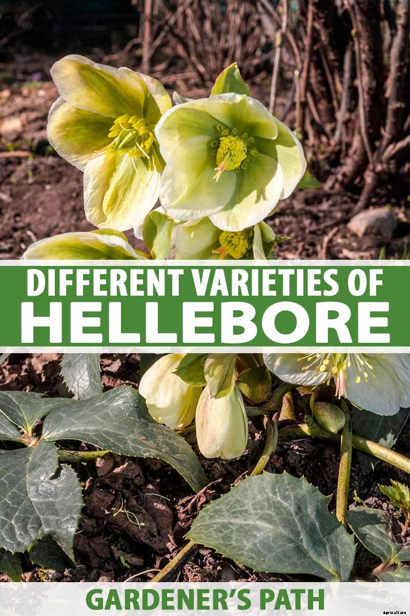The Many Faces of Hellebores: 6 Unique Types to Love
