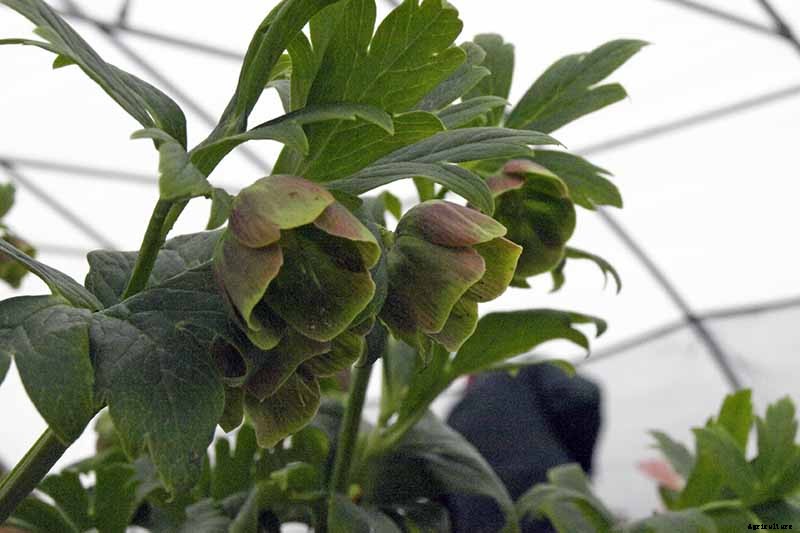 The Many Faces of Hellebores: 6 Unique Types to Love