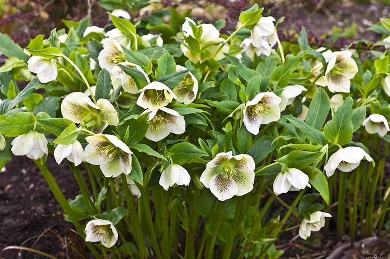 The Many Faces of Hellebores: 6 Unique Types to Love
