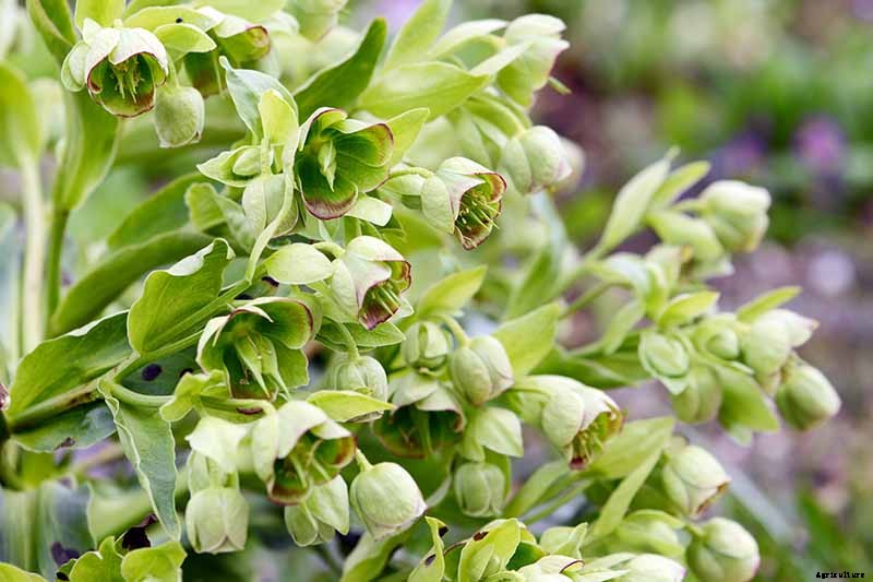 The Many Faces of Hellebores: 6 Unique Types to Love