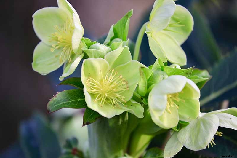 The Many Faces of Hellebores: 6 Unique Types to Love