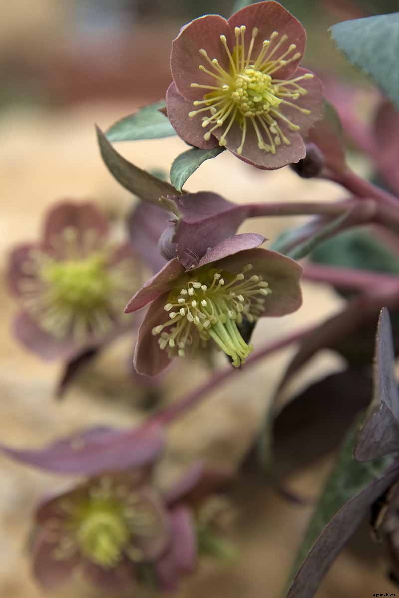 The Many Faces of Hellebores: 6 Unique Types to Love