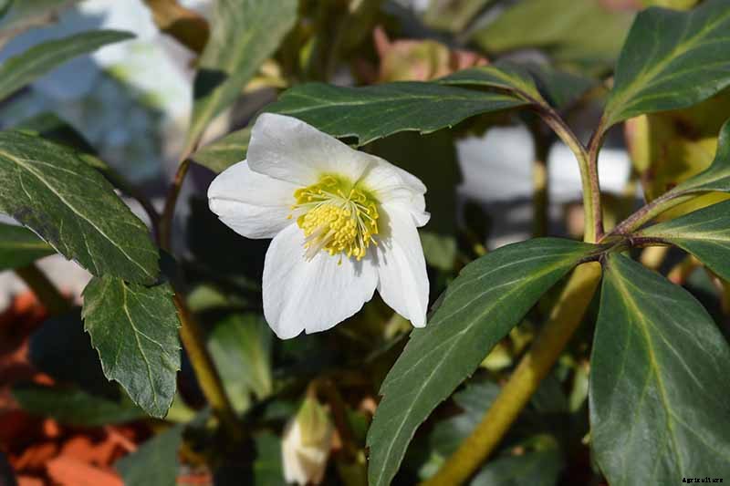 The Many Faces of Hellebores: 6 Unique Types to Love