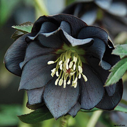 The Many Faces of Hellebores: 6 Unique Types to Love
