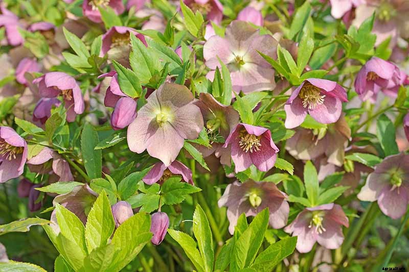 The Many Faces of Hellebores: 6 Unique Types to Love