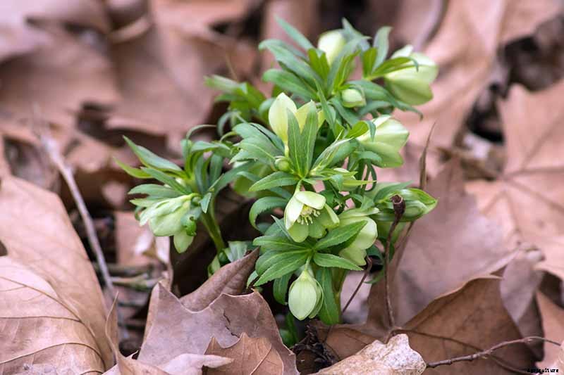 The Many Faces of Hellebores: 6 Unique Types to Love