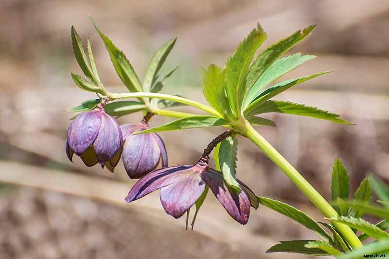 The Many Faces of Hellebores: 6 Unique Types to Love
