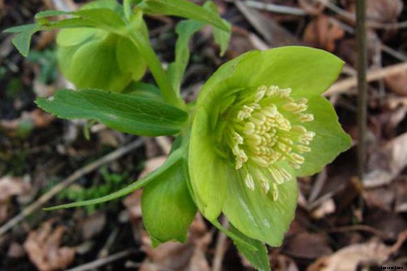 The Many Faces of Hellebores: 6 Unique Types to Love