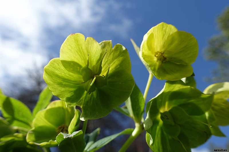 The Many Faces of Hellebores: 6 Unique Types to Love