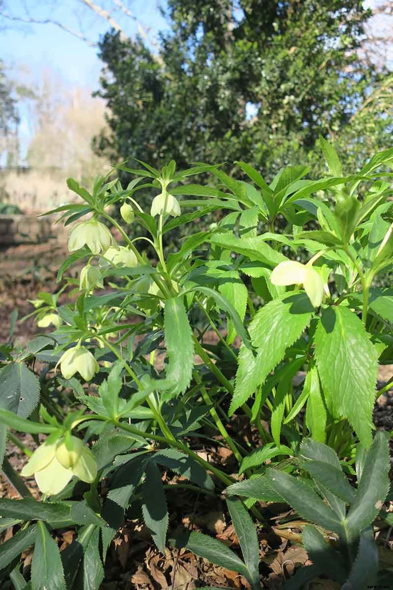 The Many Faces of Hellebores: 6 Unique Types to Love