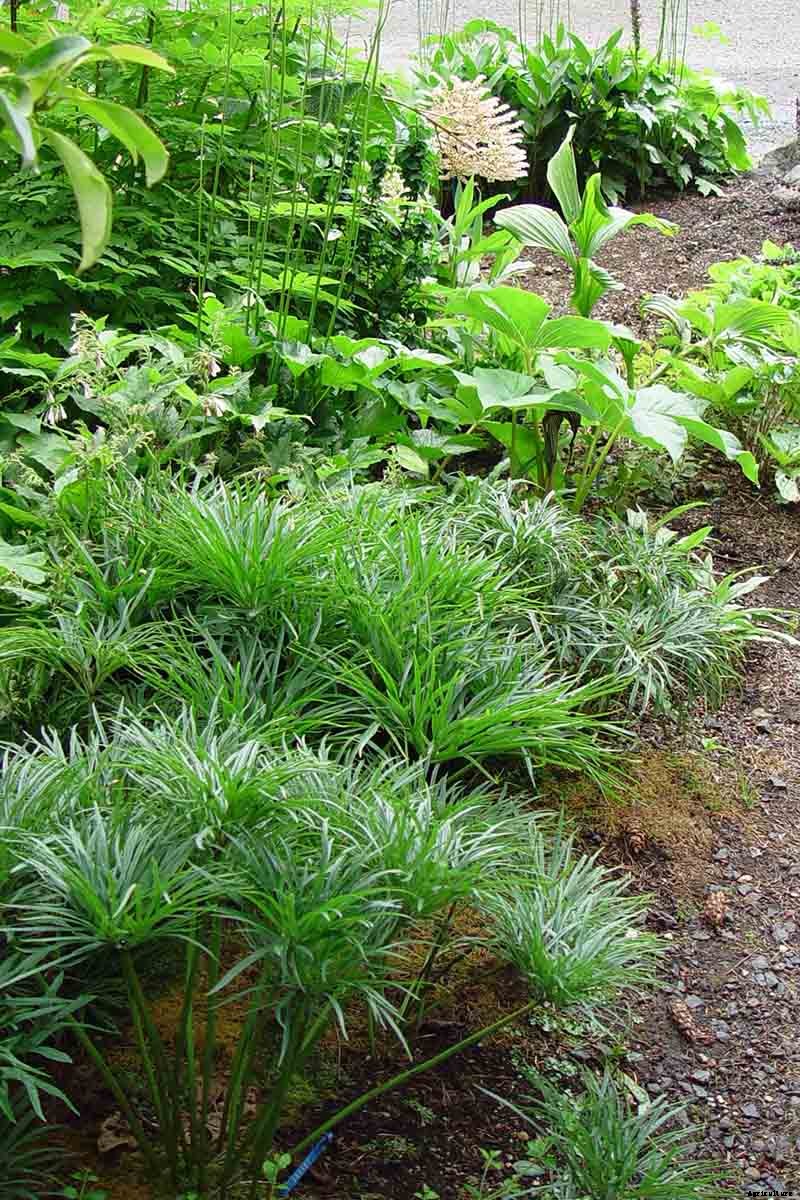 The Many Faces of Hellebores: 6 Unique Types to Love