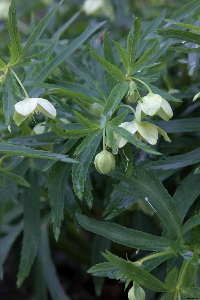 The Many Faces of Hellebores: 6 Unique Types to Love