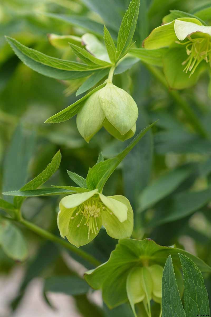 The Many Faces of Hellebores: 6 Unique Types to Love