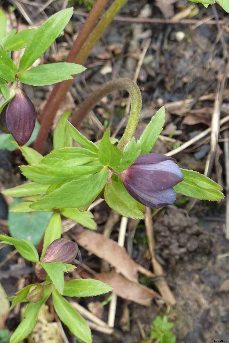 The Many Faces of Hellebores: 6 Unique Types to Love