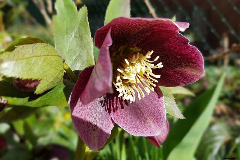 The Many Faces of Hellebores: 6 Unique Types to Love