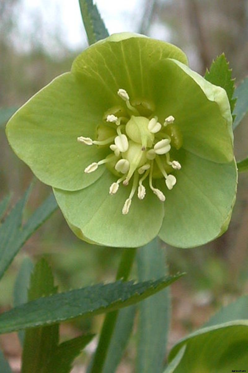 The Many Faces of Hellebores: 6 Unique Types to Love
