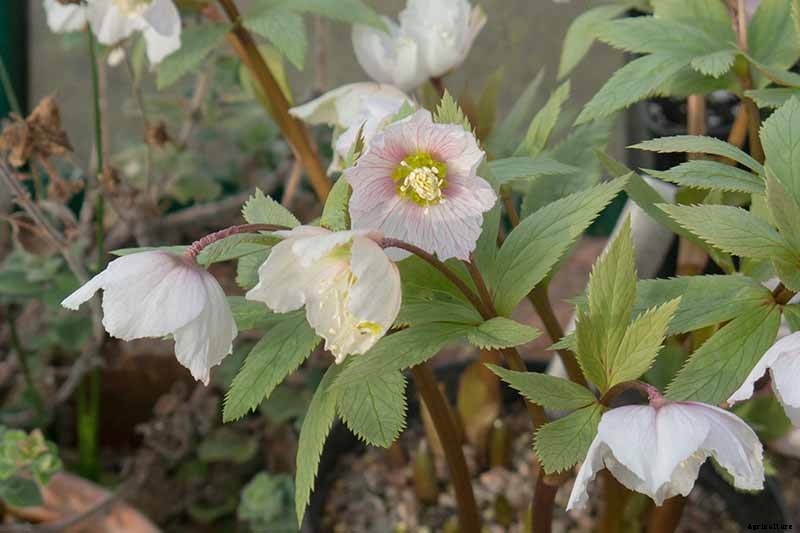 The Many Faces of Hellebores: 6 Unique Types to Love