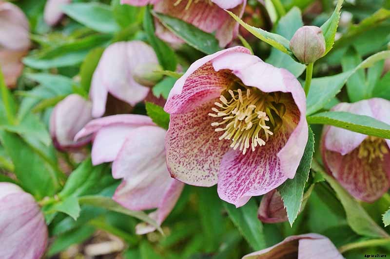 The Many Faces of Hellebores: 6 Unique Types to Love