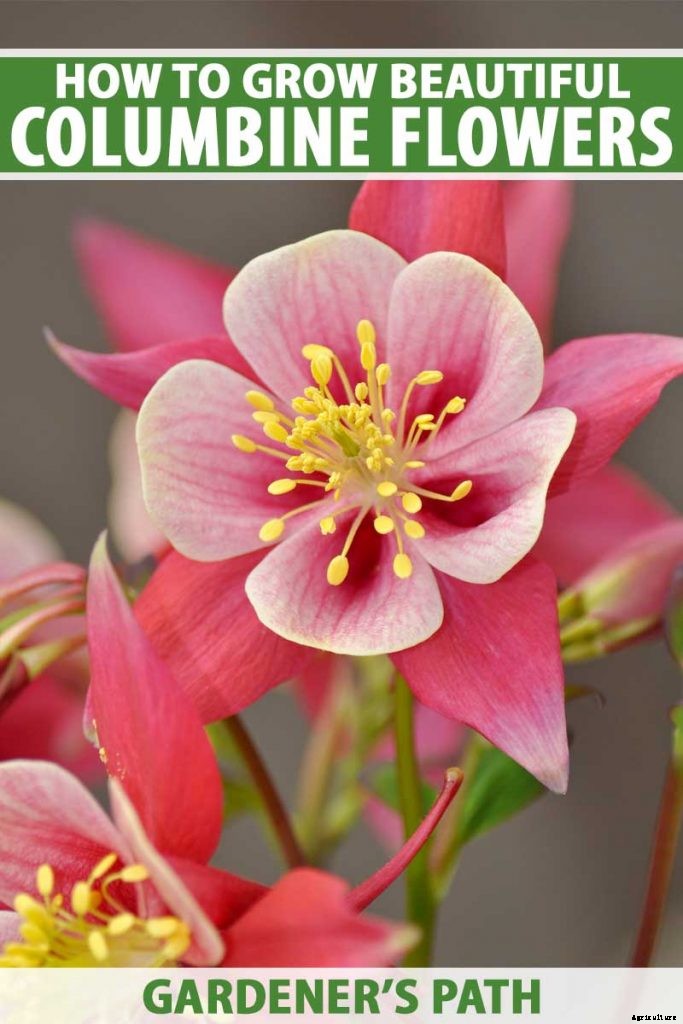 How to Grow and Care for Columbine Flowers