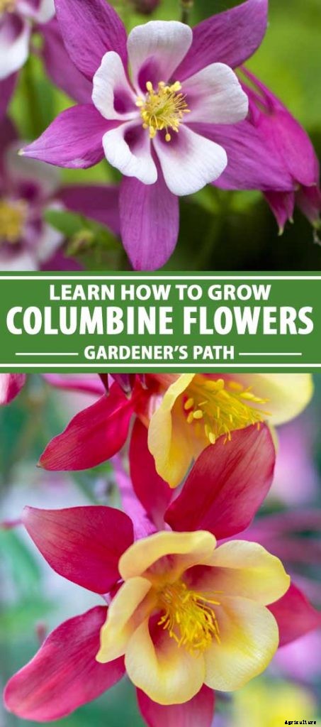 How to Grow and Care for Columbine Flowers