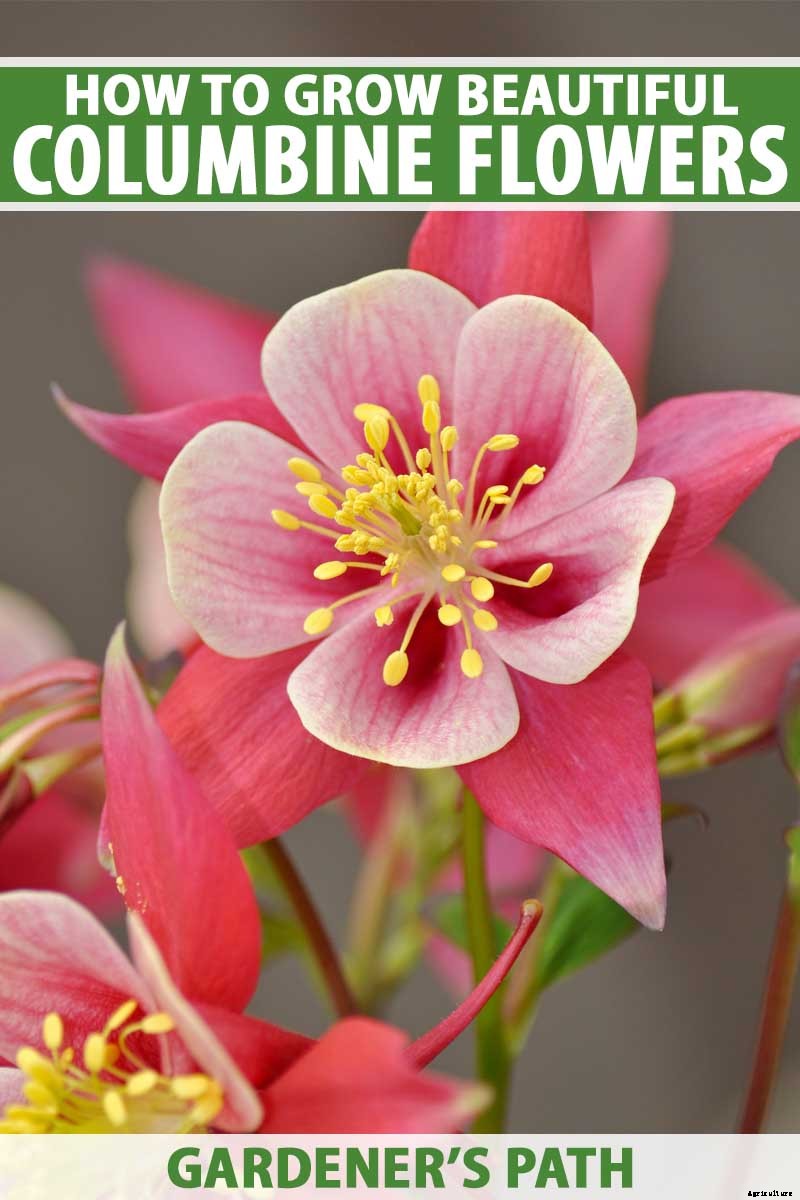 How to Grow and Care for Columbine Flowers