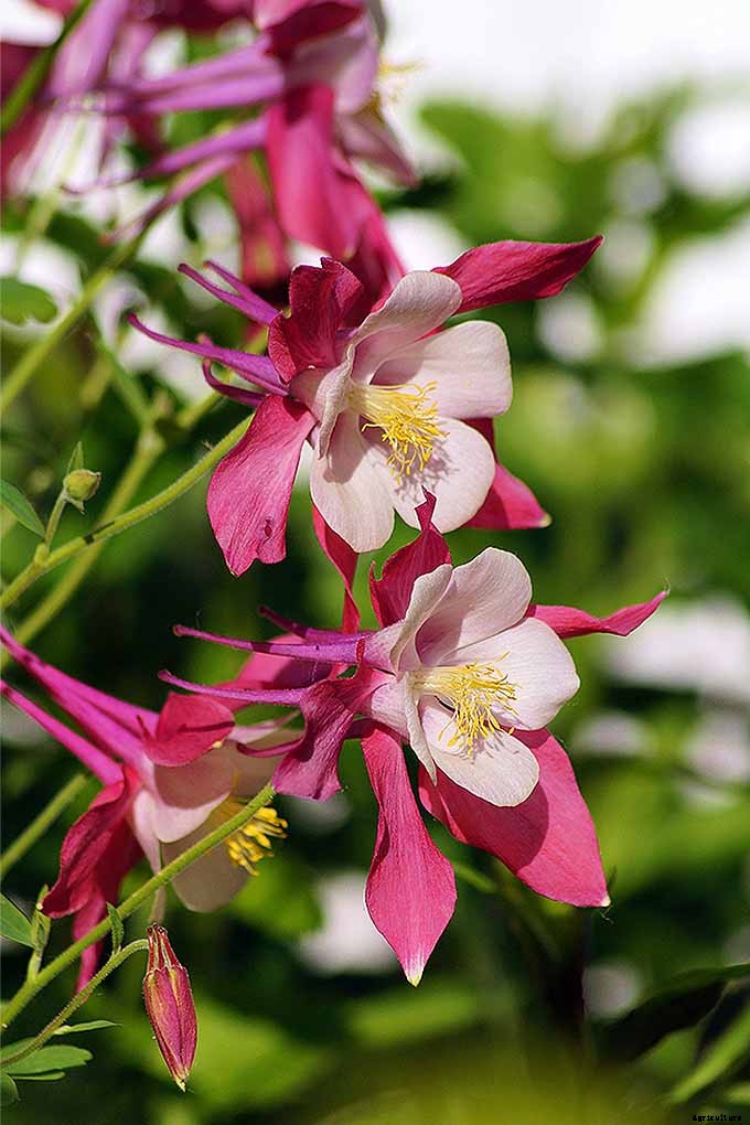 How to Grow and Care for Columbine Flowers