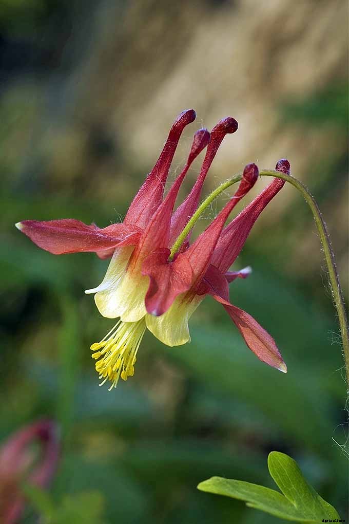 How to Grow and Care for Columbine Flowers