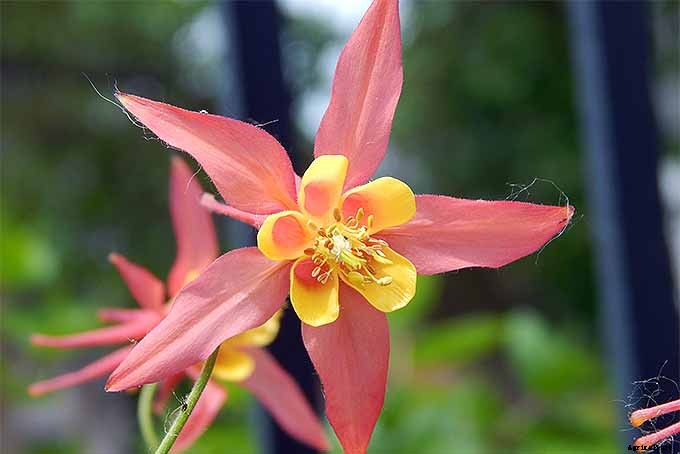 How to Grow and Care for Columbine Flowers