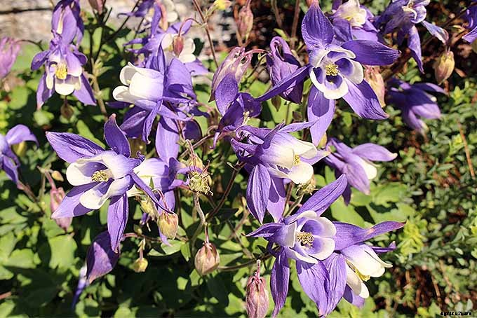 How to Grow and Care for Columbine Flowers