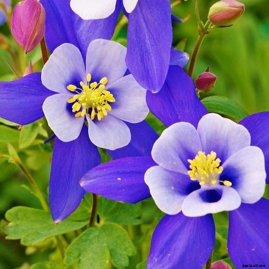 How to Grow and Care for Columbine Flowers