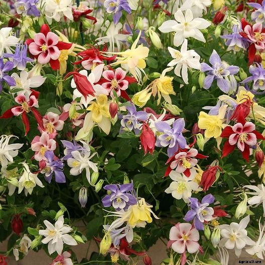 How to Grow and Care for Columbine Flowers
