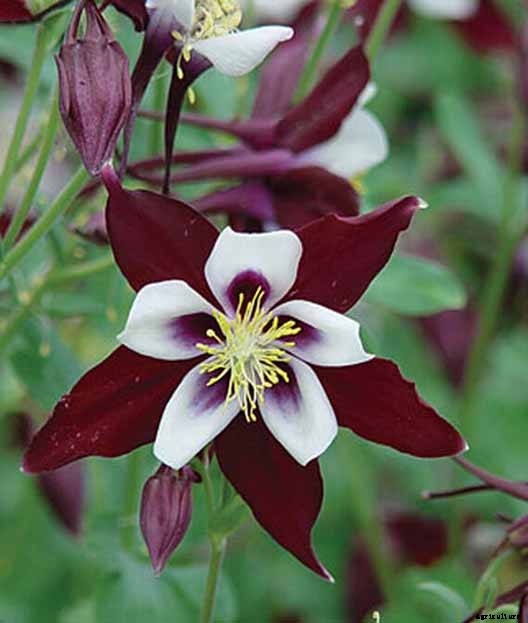 How to Grow and Care for Columbine Flowers