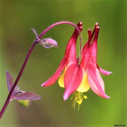 How to Grow and Care for Columbine Flowers